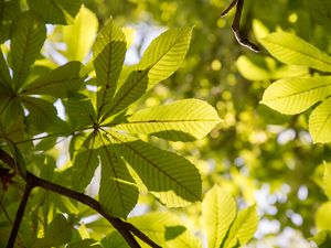 Preview wallpaper chestnut, leaves, branches, light, macro, green