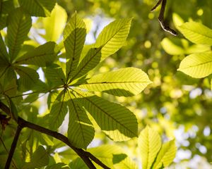 Preview wallpaper chestnut, leaves, branches, light, macro, green
