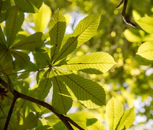 Preview wallpaper chestnut, leaves, branches, light, macro, green