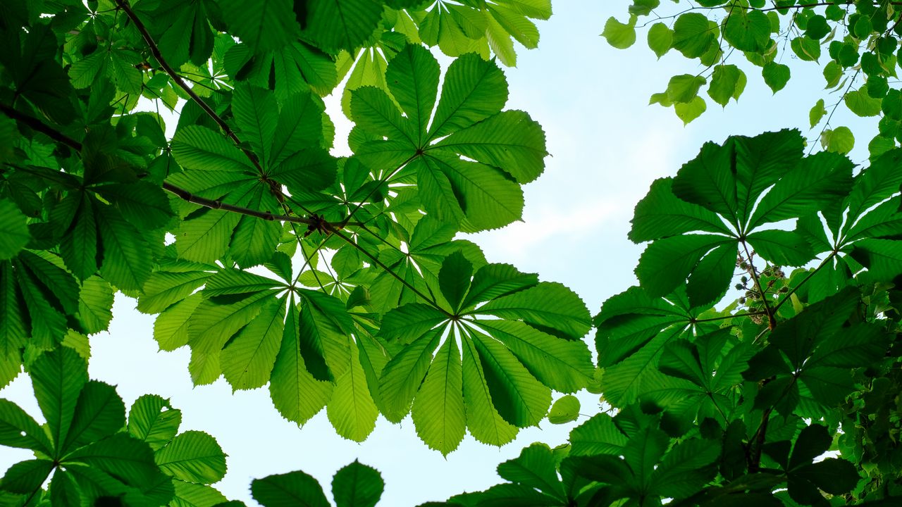 Wallpaper chestnut, leaves, branches, sky, green