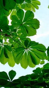 Preview wallpaper chestnut, leaves, branches, sky, green