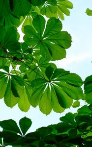 Preview wallpaper chestnut, leaves, branches, sky, green