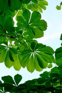 Preview wallpaper chestnut, leaves, branches, sky, green