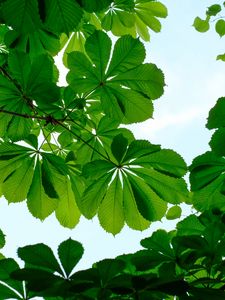 Preview wallpaper chestnut, leaves, branches, sky, green