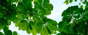 Preview wallpaper chestnut, leaves, branches, sky, green