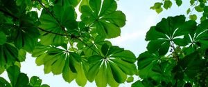 Preview wallpaper chestnut, leaves, branches, sky, green