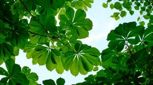 Preview wallpaper chestnut, leaves, branches, sky, green