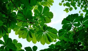 Preview wallpaper chestnut, leaves, branches, sky, green