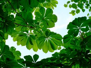 Preview wallpaper chestnut, leaves, branches, sky, green
