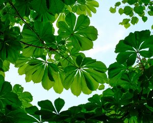 Preview wallpaper chestnut, leaves, branches, sky, green