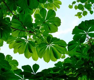 Preview wallpaper chestnut, leaves, branches, sky, green