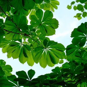 Preview wallpaper chestnut, leaves, branches, sky, green