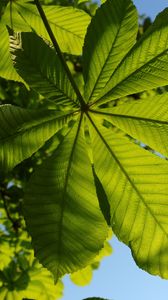 Preview wallpaper chestnut, leaves, tree, macro