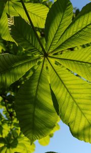 Preview wallpaper chestnut, leaves, tree, macro