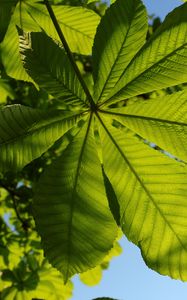 Preview wallpaper chestnut, leaves, tree, macro