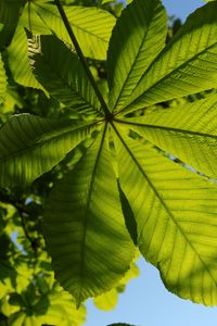 Preview wallpaper chestnut, leaves, tree, macro