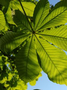Preview wallpaper chestnut, leaves, tree, macro