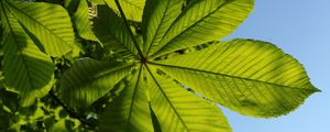 Preview wallpaper chestnut, leaves, tree, macro