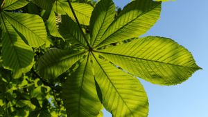 Preview wallpaper chestnut, leaves, tree, macro