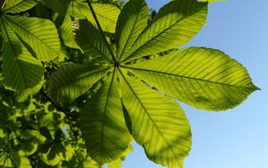 Preview wallpaper chestnut, leaves, tree, macro