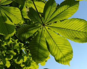 Preview wallpaper chestnut, leaves, tree, macro