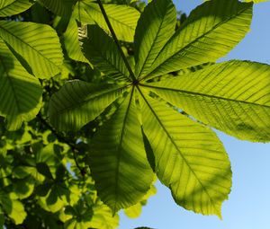 Preview wallpaper chestnut, leaves, tree, macro