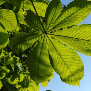 Preview wallpaper chestnut, leaves, tree, macro