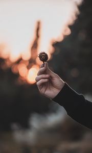 Preview wallpaper chestnut, seeds, hand, focus, glare