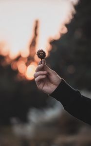 Preview wallpaper chestnut, seeds, hand, focus, glare