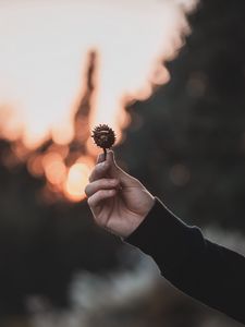 Preview wallpaper chestnut, seeds, hand, focus, glare
