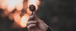 Preview wallpaper chestnut, seeds, hand, focus, glare