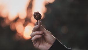 Preview wallpaper chestnut, seeds, hand, focus, glare