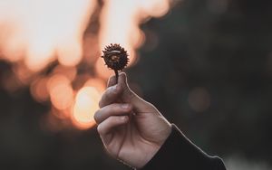 Preview wallpaper chestnut, seeds, hand, focus, glare