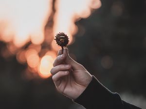 Preview wallpaper chestnut, seeds, hand, focus, glare