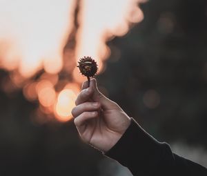 Preview wallpaper chestnut, seeds, hand, focus, glare