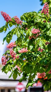 Preview wallpaper chestnut, tree, flowers, bloom, spring