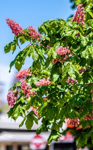 Preview wallpaper chestnut, tree, flowers, bloom, spring