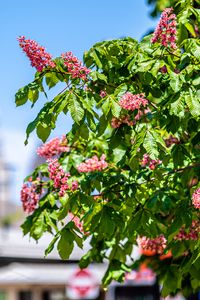 Preview wallpaper chestnut, tree, flowers, bloom, spring