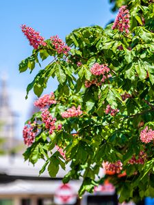 Preview wallpaper chestnut, tree, flowers, bloom, spring