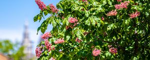 Preview wallpaper chestnut, tree, flowers, bloom, spring