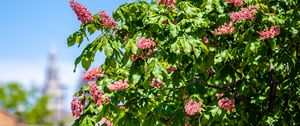 Preview wallpaper chestnut, tree, flowers, bloom, spring