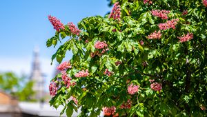 Preview wallpaper chestnut, tree, flowers, bloom, spring