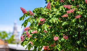 Preview wallpaper chestnut, tree, flowers, bloom, spring