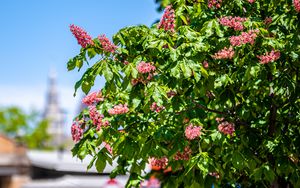 Preview wallpaper chestnut, tree, flowers, bloom, spring