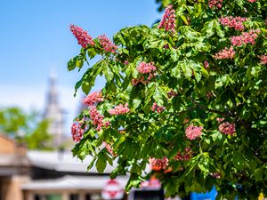 Preview wallpaper chestnut, tree, flowers, bloom, spring