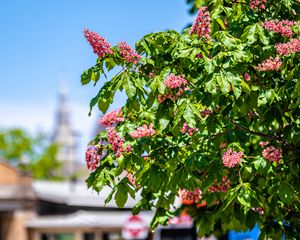 Preview wallpaper chestnut, tree, flowers, bloom, spring