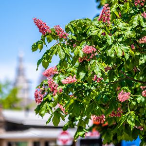 Preview wallpaper chestnut, tree, flowers, bloom, spring