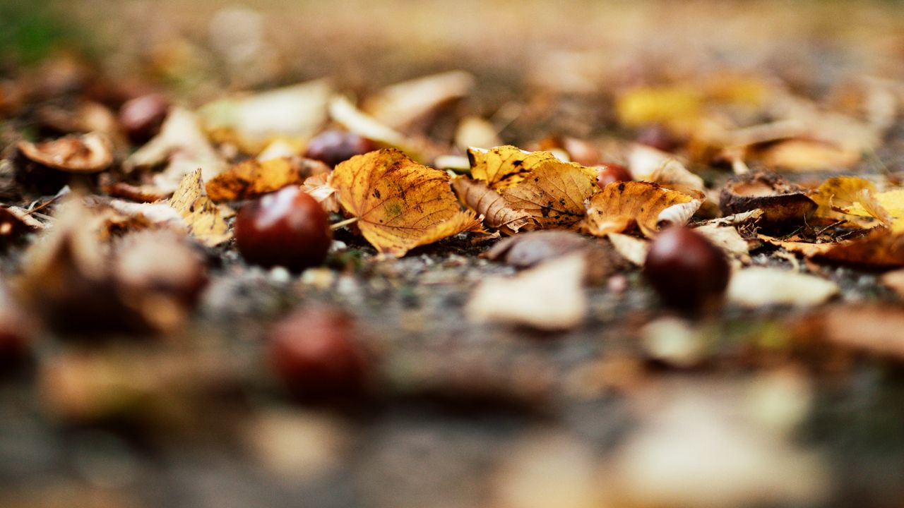 Wallpaper chestnuts, leaves, autumn, forest