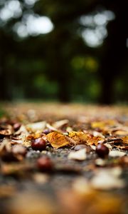 Preview wallpaper chestnuts, leaves, autumn, forest