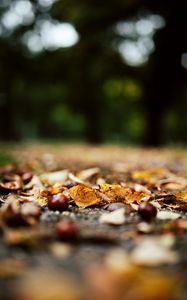 Preview wallpaper chestnuts, leaves, autumn, forest